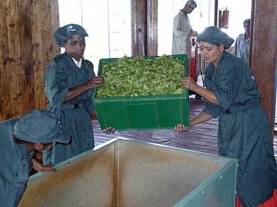 Geerntete Teeblätter werden in die Verarbeitung eingeführt