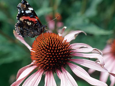© BLE, Bonn/Foto: Thomas Stephan Schmetterling auf Echanicea-Blüte