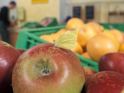 © BLE, Bonn/Foto: Dominic Menzler Schmetterling auf Apfel