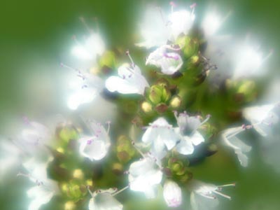 © Bio mit Gesicht Oregano-Blüte