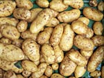 Kartoffeln