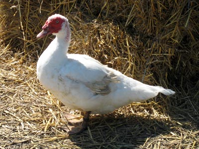 Ente