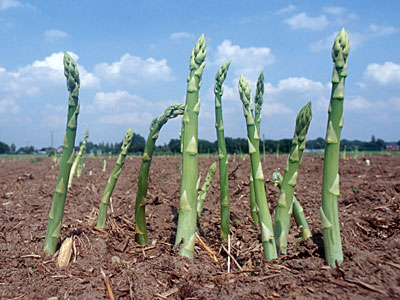 Erntereifer grüner Spargel