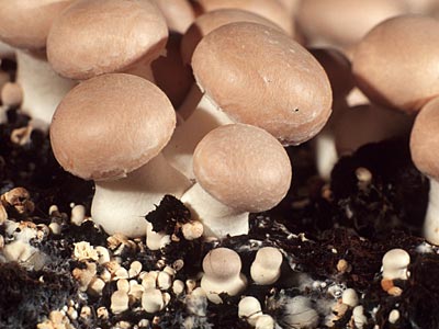 Zuchtchampignons in unterschiedlichen Reifestadien