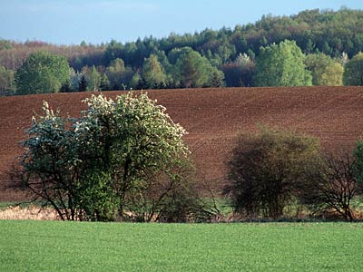 Feldgehölze mit Senke