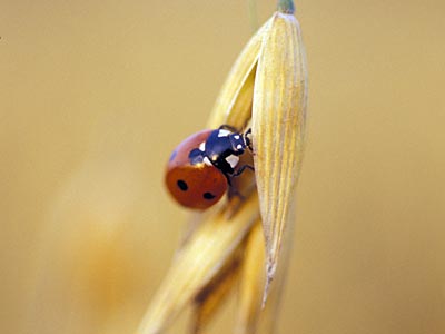 Marienkäfer an Hafer