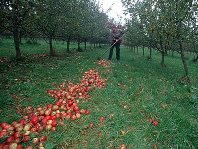 Geerntete Äpfel auf einer Streuobstwiese