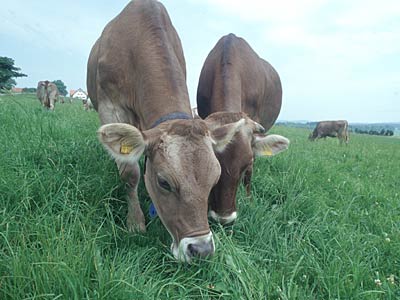 Milchkühe auf der Weide