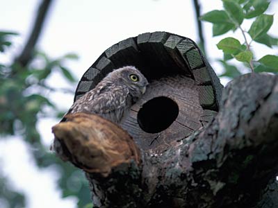 Steinkauz vor der Nisthilfe im Apfelbaum