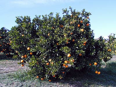 Reife Orangen am Baum