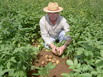 © Bio mit Gesicht Betriebsleiter Anton Gäck im Kartoffelfeld
