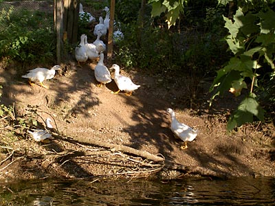 Gänse baden im Bach