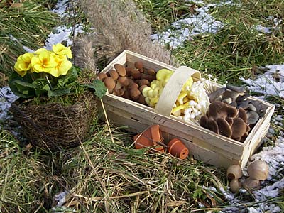 Pilzkörbchen mit verschiedenen Edelpilzen