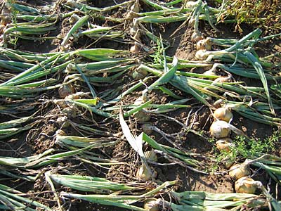 © Naturland Geerntete Zwiebeln liegen zum Trocknen auf dem Acker