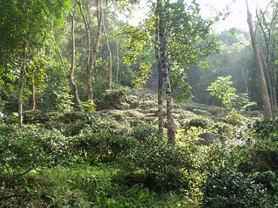 © Naturland Teegarten in Indien mit Schattenbäumen
