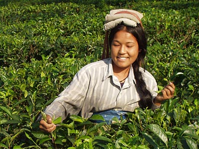 © Naturland Teepflückerin in Indien