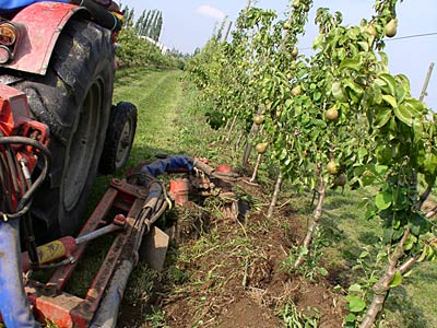Bodenbearbeitung in der Obstplantage