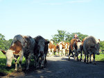 Kühe auf Feldweg