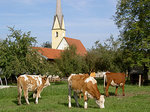 © Bio mit Gesicht Kühe auf der Weide, im Hintergrund Streuobstbäume und Kirche