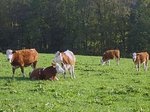 © Bio mit Gesicht Kühe und Kälber auf Weide