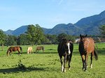 Pferde auf Weide