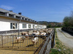 © Bio mit Gesicht Schweineauslauf entlang Stallgebäude