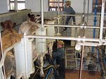 Kühe im Melkstand