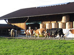 Kühe vor Lagerhalle