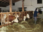 Kühe im Stall