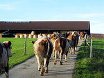 Kühe auf Feldweg
