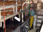 Melkstand