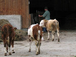 3 Kälber vor Stall