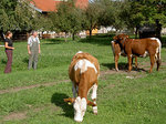 © Bio mit Gesicht Jungtiere auf der Weide mit Hochstammobstbäume und Kirche