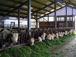 © Bio mit Gesicht Kühe am Futtertisch