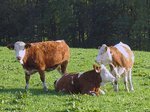 © Bio mit Gesicht Drei Rinder