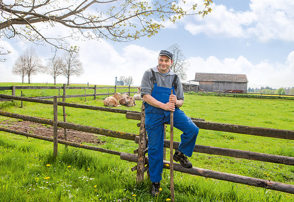 Mann mit Kühen auf Feld